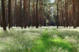 Eckart Schmidt Einfach Wald Eckart Schmidt Einfach Wald