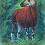 Okapi © Reiner Zieger